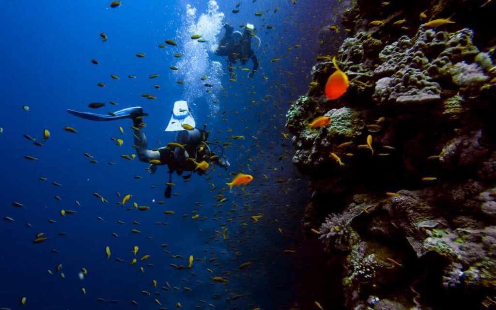 SNORKLE ET PLONGÉE