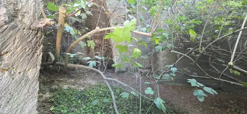 Jardín de Lithica de Menorca