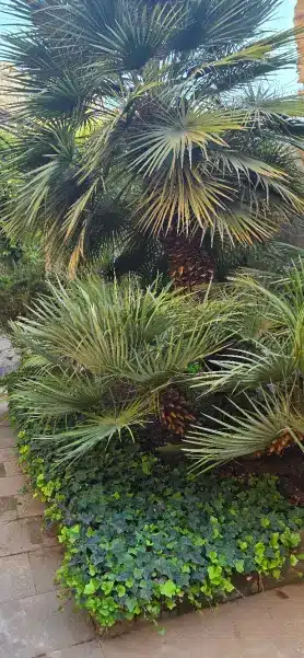 Jardín botánico de Lithica de Menorca