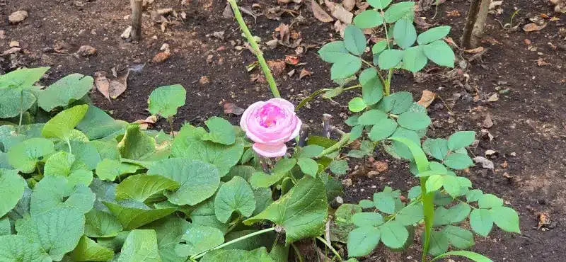 Una rosa en el jardin de Lithica de Menorca