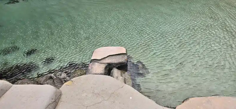 CALA_EN_FORCAT